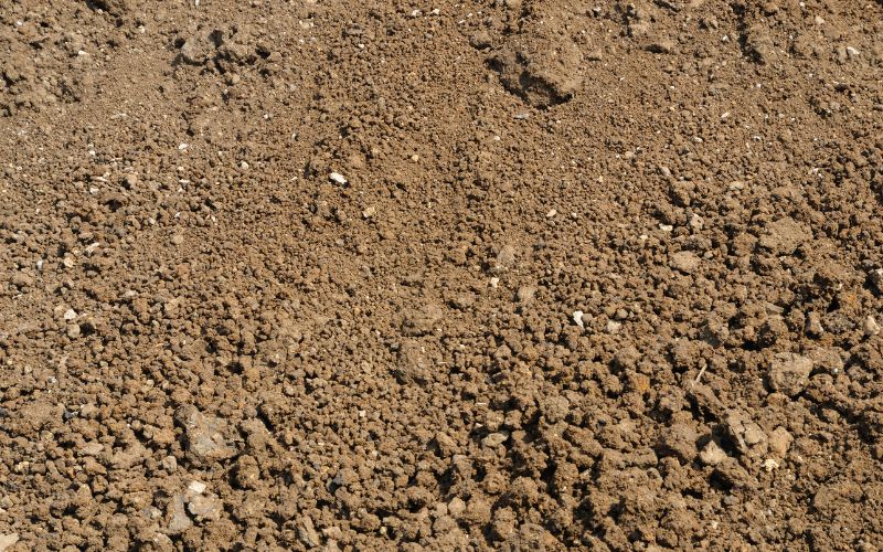 Wyjałowienie gleby – jakie są przyczyny i konsekwencje tego zjawiska?